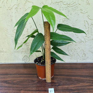 #21 Anthurium Digitatum