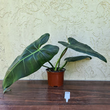 Load image into Gallery viewer, #28 Philodendron Maximum