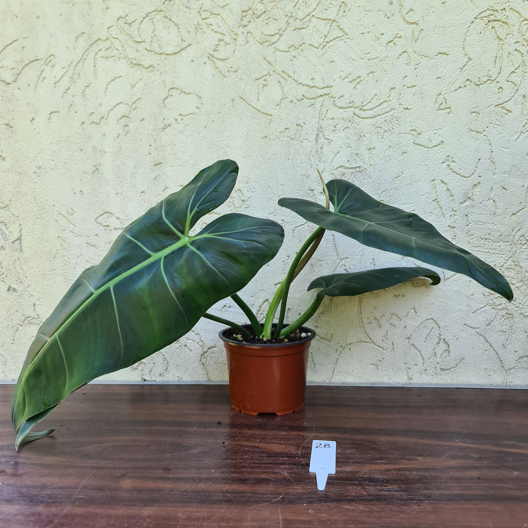 #28 Philodendron Maximum