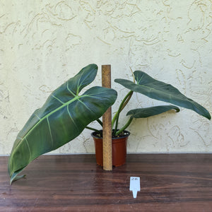 #28 Philodendron Maximum