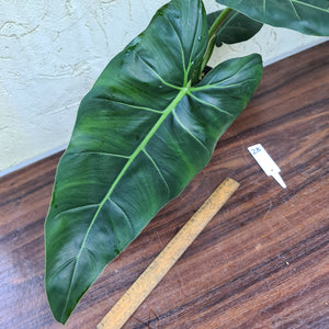 #28 Philodendron Maximum