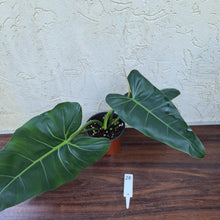 Load image into Gallery viewer, #28 Philodendron Maximum