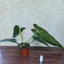 Load image into Gallery viewer, #28 Philodendron Maximum