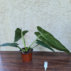 #28 Philodendron Maximum