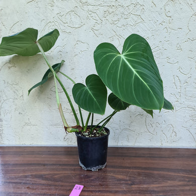 #28 Philodendron Gloriosum