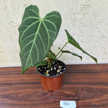 Load image into Gallery viewer, #36 Anthurium Magnificum Hybrid x