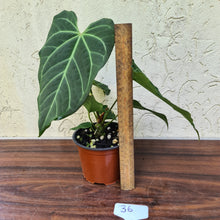 Load image into Gallery viewer, #36 Anthurium Magnificum Hybrid x