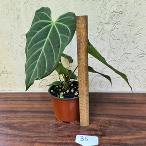 #36 Anthurium Magnificum Hybrid x