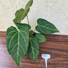 Load image into Gallery viewer, #36 Anthurium Magnificum Hybrid x
