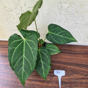 #36 Anthurium Magnificum Hybrid x