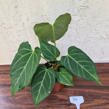 Load image into Gallery viewer, #36 Anthurium Magnificum Hybrid x