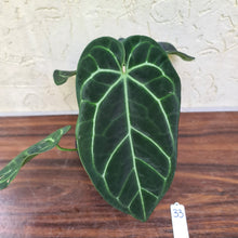 Load image into Gallery viewer, #33 Anthurium &#39;Black Sensation&#39; x Crystallinum