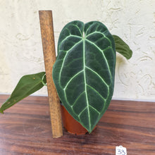 Load image into Gallery viewer, #33 Anthurium &#39;Black Sensation&#39; x Crystallinum