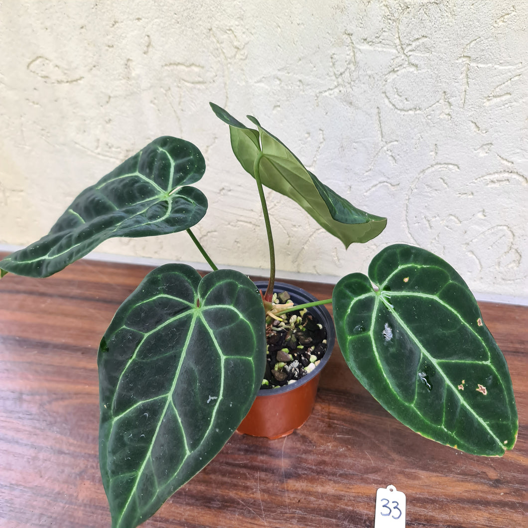 #33 Anthurium 'Black Sensation' x Crystallinum
