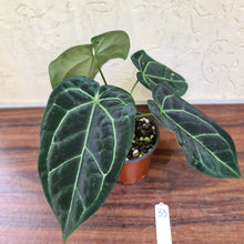 Load image into Gallery viewer, #33 Anthurium &#39;Black Sensation&#39; x Crystallinum