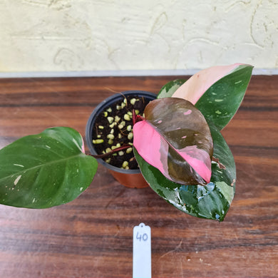 #40 Philodendron Pink Princess