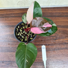 Load image into Gallery viewer, #40 Philodendron Pink Princess