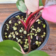 Load image into Gallery viewer, #40 Philodendron Pink Princess