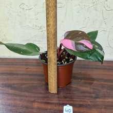 Load image into Gallery viewer, #40 Philodendron Pink Princess