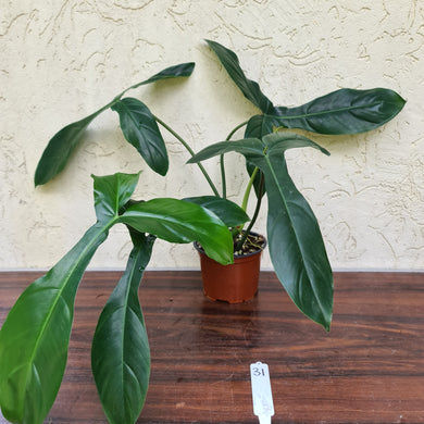 #31 Philodendron 69686 - 'Big Ears'