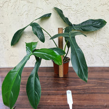Load image into Gallery viewer, #31 Philodendron 69686 - &#39;Big Ears&#39;