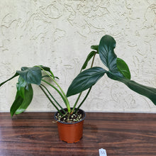 Load image into Gallery viewer, #31 Philodendron 69686 - &#39;Big Ears&#39;