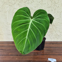 Load image into Gallery viewer, #38 Philodendron Glorious (Melanochrysum x Gloriosum)