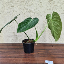 Load image into Gallery viewer, #38 Philodendron Glorious (Melanochrysum x Gloriosum)