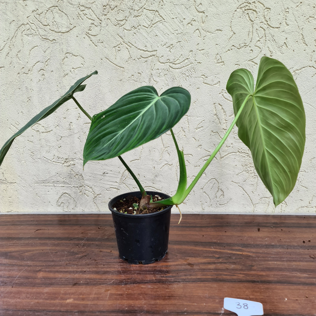 #38 Philodendron Glorious (Melanochrysum x Gloriosum)
