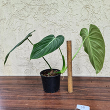 Load image into Gallery viewer, #38 Philodendron Glorious (Melanochrysum x Gloriosum)