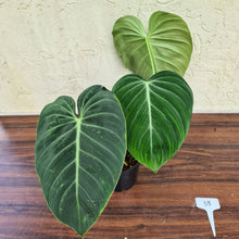 Load image into Gallery viewer, #38 Philodendron Glorious (Melanochrysum x Gloriosum)