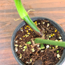 Load image into Gallery viewer, #38 Philodendron Glorious (Melanochrysum x Gloriosum)