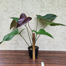 Load image into Gallery viewer, #48 Anthurium Bosworth Beauty