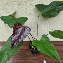 Load image into Gallery viewer, #48 Anthurium Bosworth Beauty