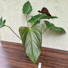 Load image into Gallery viewer, #48 Anthurium Bosworth Beauty