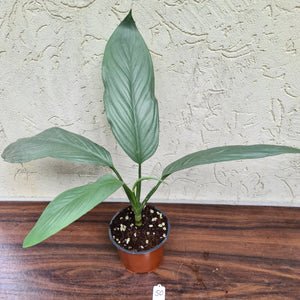 #50 Aglaonema Alumina / Sterling Silver