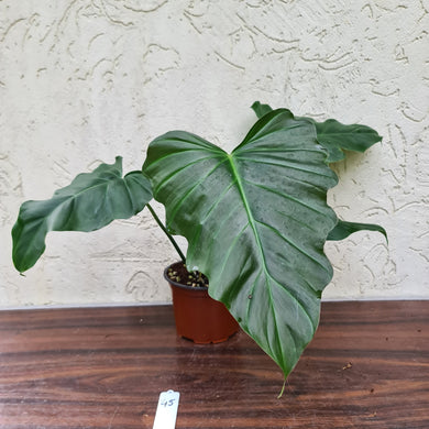 #45 Philodendron Corsinianum / 'Bronze Shield'