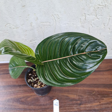 #42 Aglaonema Rotundum