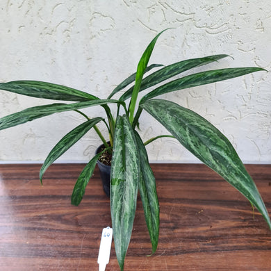 #44 Aglaonema Unknown