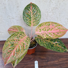 Load image into Gallery viewer, #43 Aglaonema &#39;Strip Tease&#39;