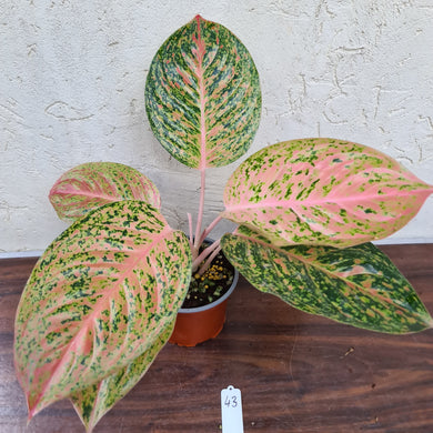 #43 Aglaonema 'Strip Tease'