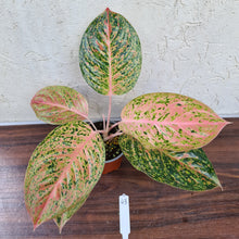 Load image into Gallery viewer, #43 Aglaonema &#39;Strip Tease&#39;