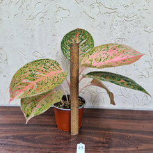Load image into Gallery viewer, #43 Aglaonema &#39;Strip Tease&#39;