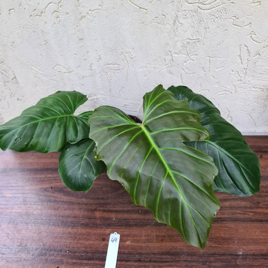 #49 Philodendron Corsinianum / 'Bronze Shield'