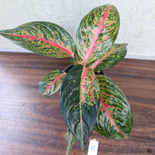 Load image into Gallery viewer, #41 Aglaonema Tiara