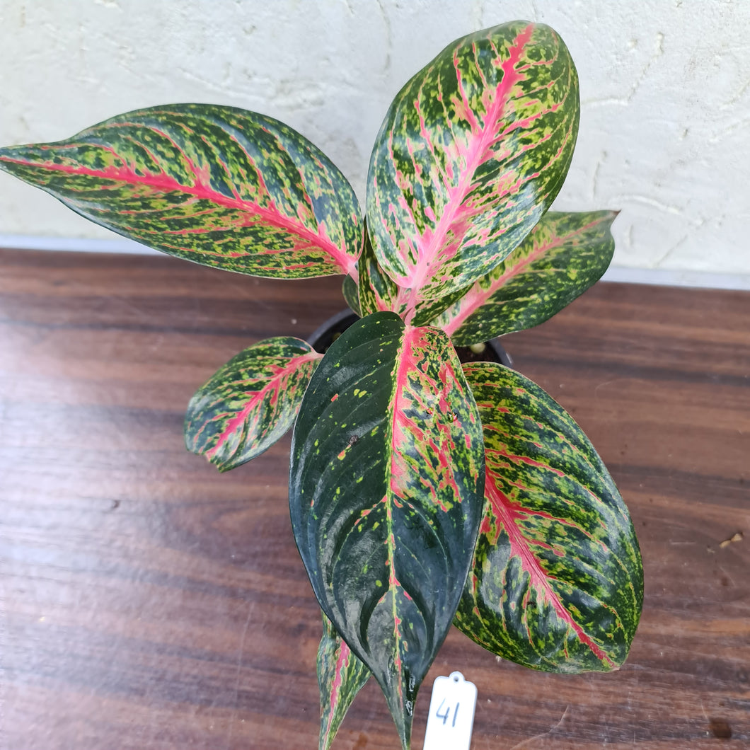 #41 Aglaonema Tiara