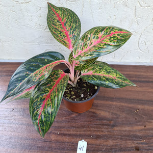 #41 Aglaonema Tiara