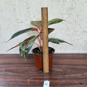 #41 Aglaonema Tiara