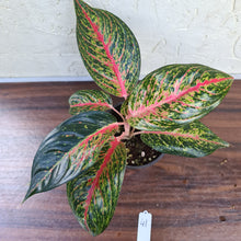 Load image into Gallery viewer, #41 Aglaonema Tiara