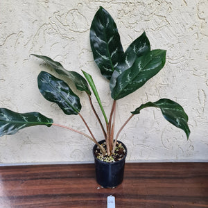 #46 Aglaonema Unknown